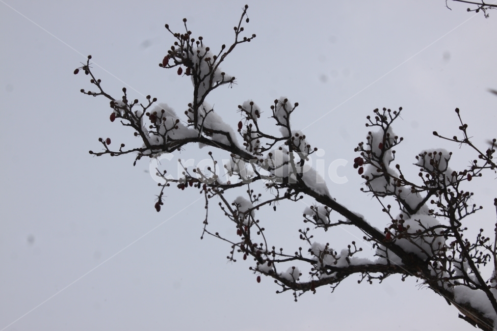 겨울,나무,눈,눈꽃,풍경,하늘,겨울,계절,winter,season,식물,자연,plants,nature