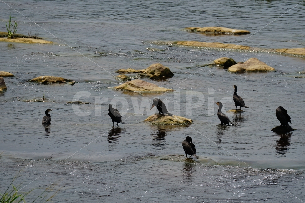 가마우지,철새,새,조류,동물,bird,animal,풍경,자연,nature,landscape,하천,강,river,여름,summer,water,식물,습지,물풀,이파리,바위,돌,경기도,동두천,birds,여행,travel,감성,감성사진,힐링,힐링사진,경기북부,야생,들새,경치,스냅,스냅사진,스넵,스넵사진,snap,한국의자연,한국풍경,동물,animal,조류,새,birds