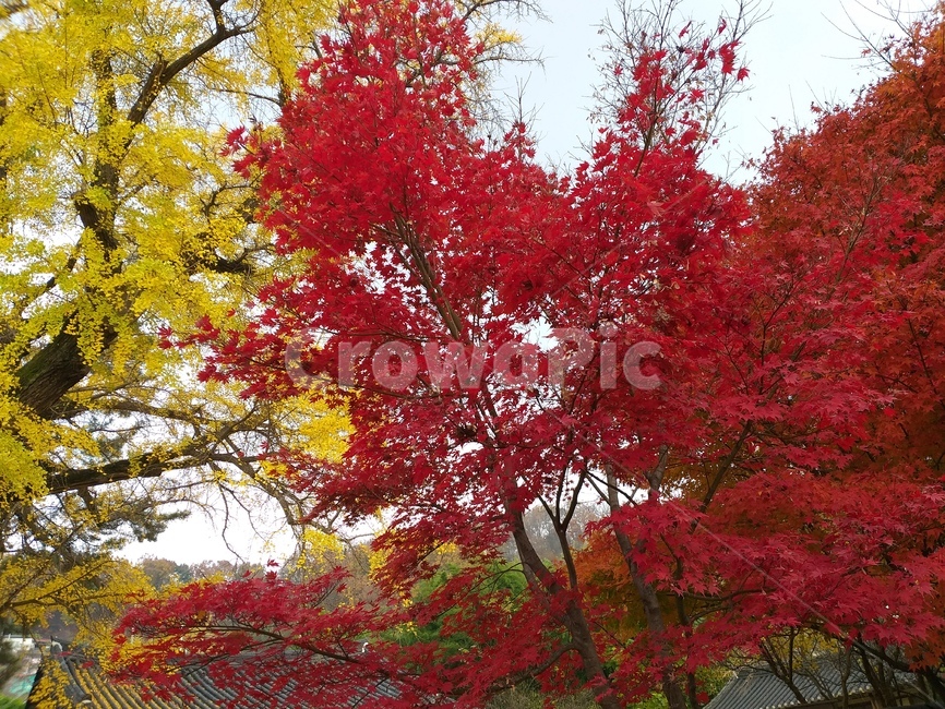 단풍,은행,노랑,가을,빨간색