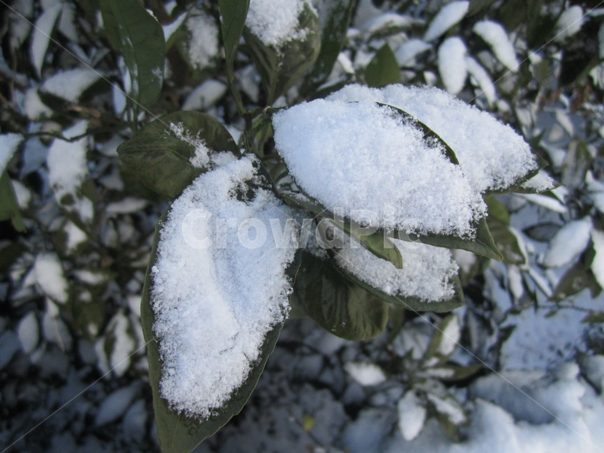 눈,나뭇잎,겨울,sonw,winter,계절,식물,하얀색