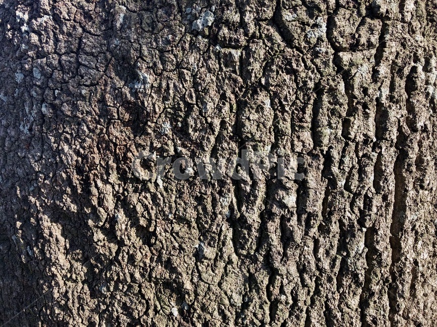 질감,나무,자연,sky,나뭇가지,tree,식물,자연,plants,nature,나무,trees,wood,텍스처,질감,패턴,texture,pattern