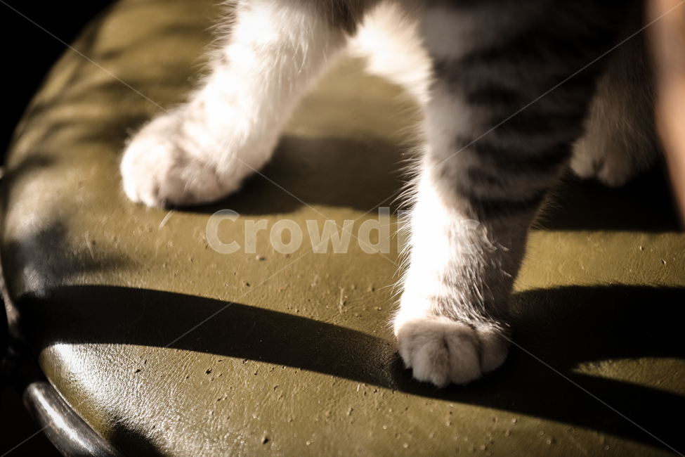 발,발바닥,귀여움,cat,고양이,포유류,mammal,animal,동물,pet,애완동물,동물,animal,포유류,mammal,고양이,cat,kitten,kitty