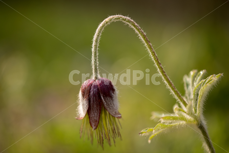 할미꽃,꽃,봄,봄꽃,식물,야외,실외,식물,자연,plants,nature,꽃,flower