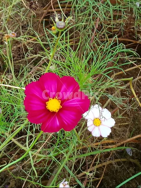 꽃,식물,plant,flower,코스모스,꽃잎,식물,자연,plants,nature,꽃,flower