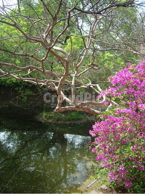 봄,봄의시작,시작,spring,따뜻함,꽃,나무,연못,여유,봄,계절,spring,season,자연,풍경,nature,landscape,plant,식물,outdoors,옥외