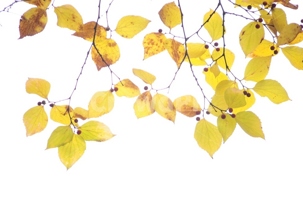 가을,가을절정,낙엽,단풍,오색단풍,가을,계절,fall,autumn,season,식물,자연,plants,nature,plant,leaf,잎