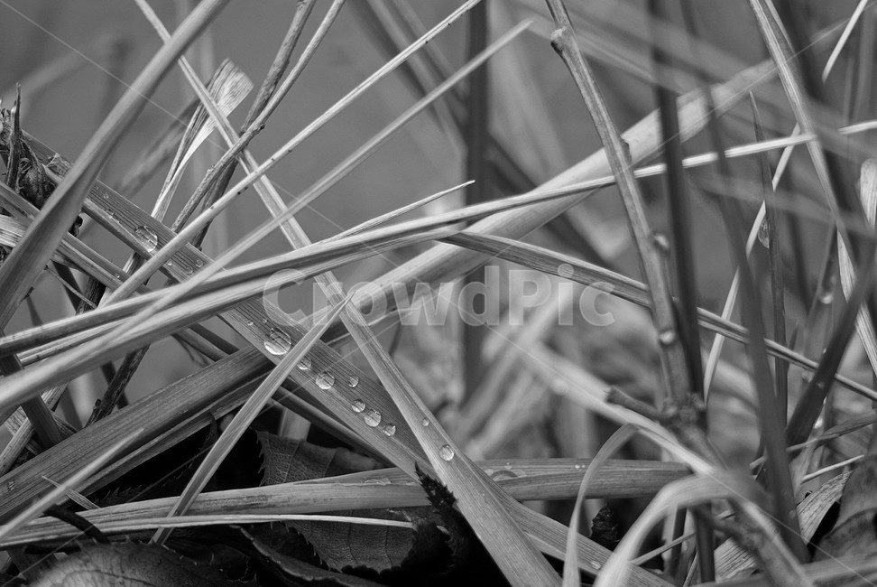 plant,식물,흑백,이슬,감성,분위기,식물,자연,plants,nature,흑백,모노톤,monochrome,black and white