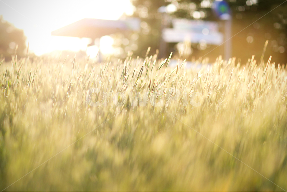 보리밭,가을,식물,들,청보리,plant,field,grass,잔디,자연,풍경,nature,landscape,식물,plants