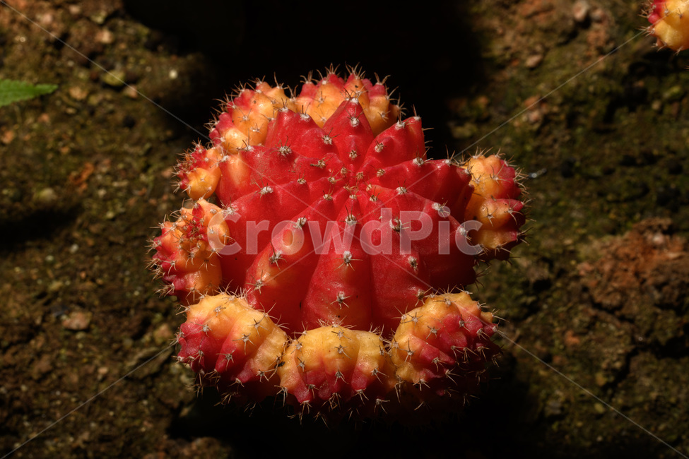 다육,비모란,다육식물,식물,붉은,red,yellow,식물,자연,plants,nature