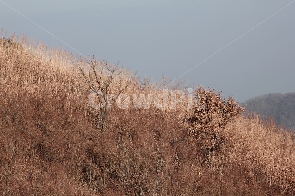 자연,풍경,산,갈대,가을,갈색,가을,계절,fall,autumn,season,자연,풍경,nature,landscape,grass,잔디,plant,식물