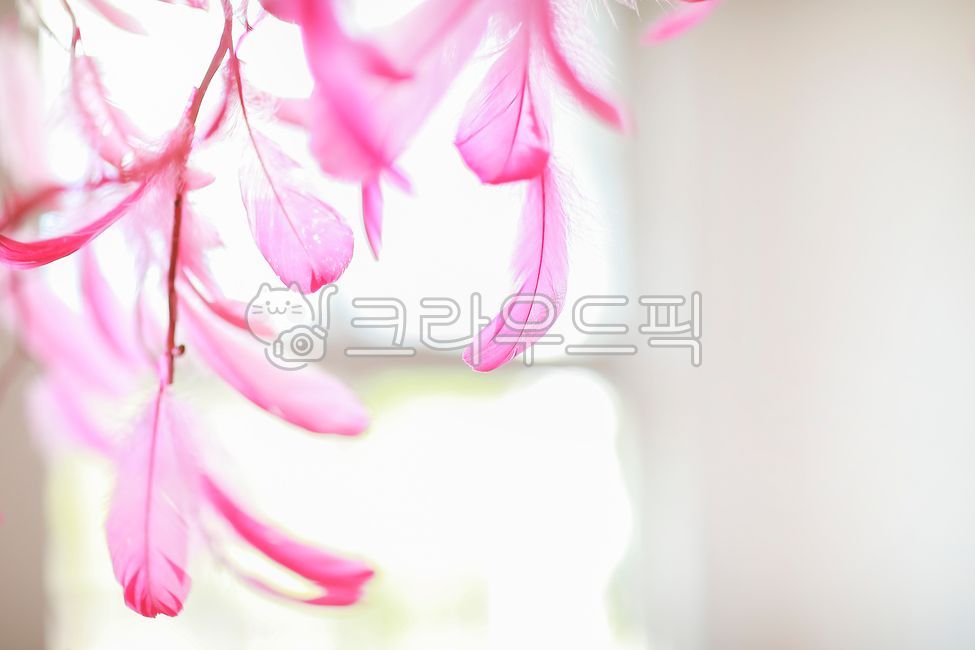 feather,indoor interior,prop,accessories,inside,pink feather
