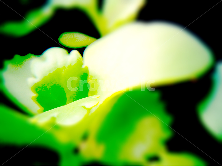 새싹,식물,자연,화분꽃,싹,식물,자연,plants,nature