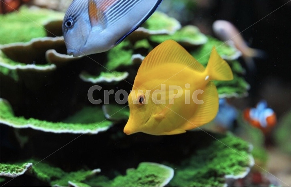 해수어,바다속,산호,물고기,스노클링,바다,도리,어류,물고기,fish