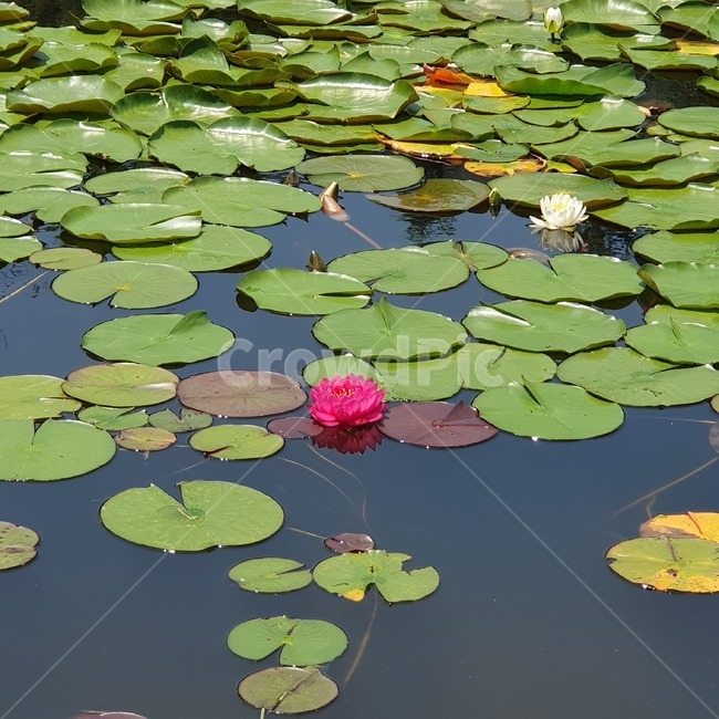 연꽃,호수,연잎,꽃,핑크연꽃,호수연꽃,호수연잎,lotus,alotusleaf,lake,flower,plants,pink