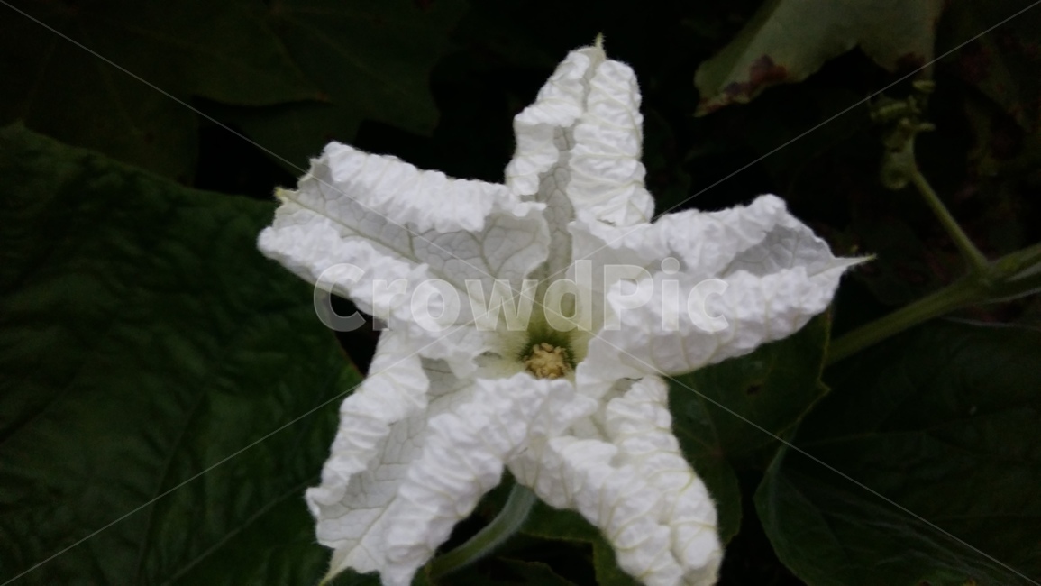 호박꽃,들꽃,야초,약초,흰꽃,식물,자연,plants,nature,꽃,flower