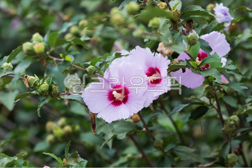 분홍색,무궁화,꽃잎,꽃,서호향,서호향품종,홍단심계,식물,자연,야외,초록색,잎,쌍떡잎식물,hibiscussyriacus,roseofsharon,flower,pink,petal,green,leaf,plant,nature,outdoor