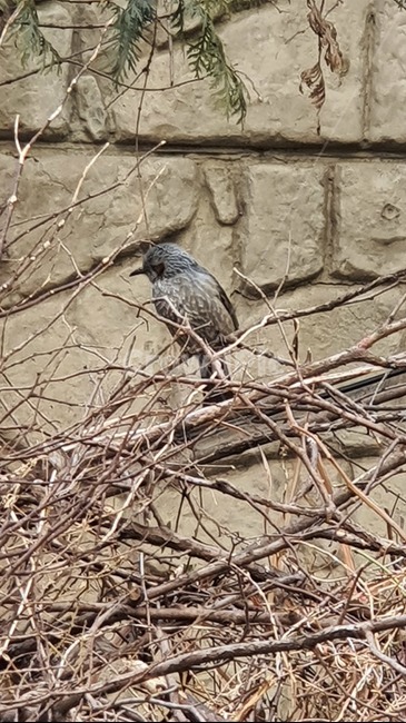 소식,animal,동물,새,직바구리,bird,동물,animal,조류,새,birds