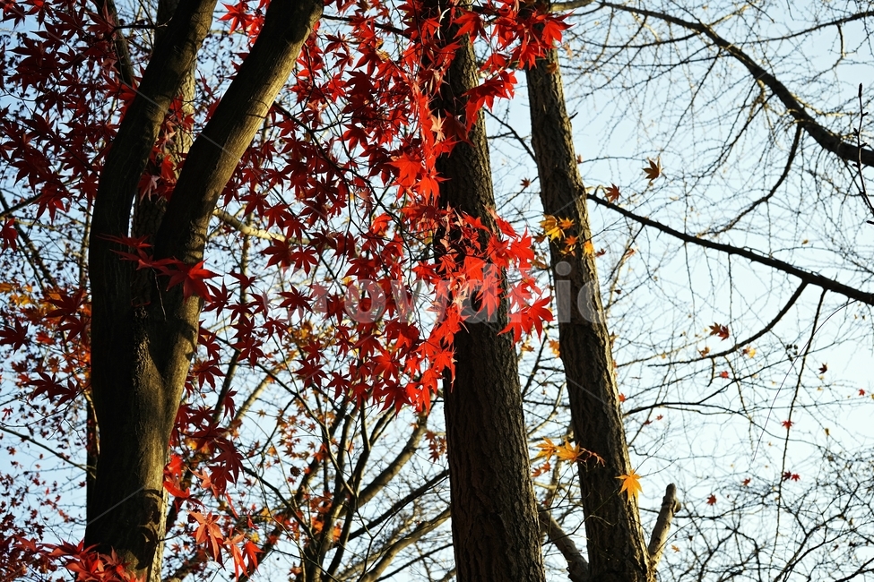 가을,단풍,단풍나무,붉은색,자연,화려함,가을풍경,autumn,fall,autumnleaves,plant,nature,계절,나무,븕은색,maple,red,season,colorful,느낌,감성,trees,branches,울긋불긋,자연autumn,mapletree,가을,계절,fall,autumn,season,식물,자연,plants,nature,나무,trees,wood,leaf,잎,tree