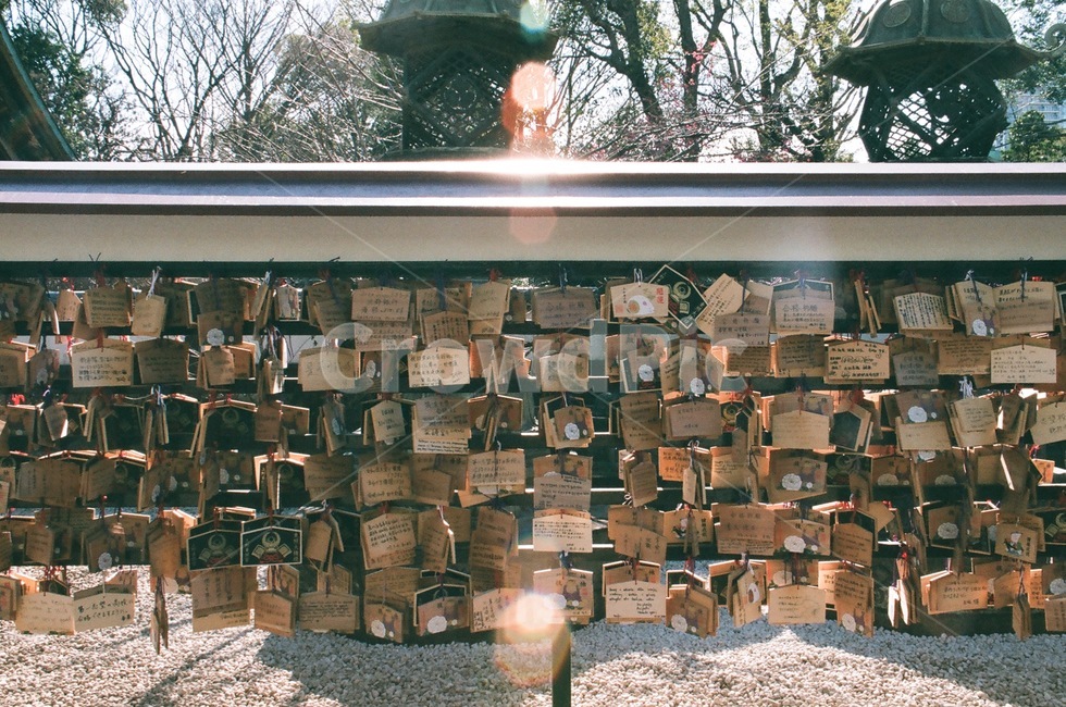 일본신사,기도,절,pray,소원,shrine,japanshrine,나무,dreams,wishes,꿈,다짐,신사,빛,햇빛,햇볕,sun,sunshine,보케,bokeh