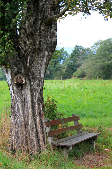 나무벤치,의자,나무,휴식,야외벤치,야외의자,풍경,자연,자연,풍경,nature,landscape,bench,벤치,tree trunk,나무 줄기,plant,식물,tree