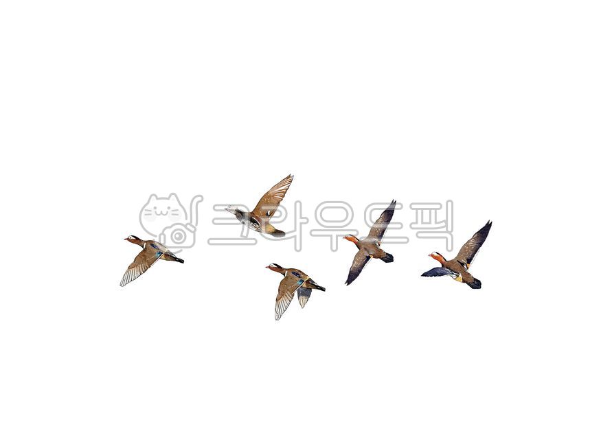 조류,새,기러기,일러스트,그림,아트,미술,동양화,동양화일러스트