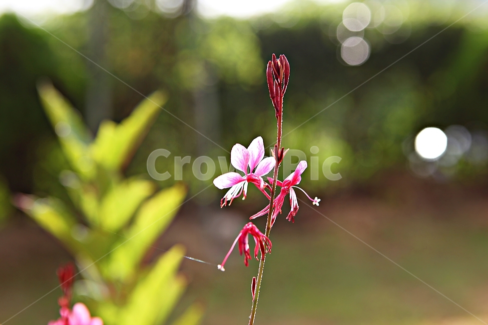 분홍가우리,가우라,꽃,식물,꽃잎,자연,공원,식물,자연,plants,nature,꽃,flower