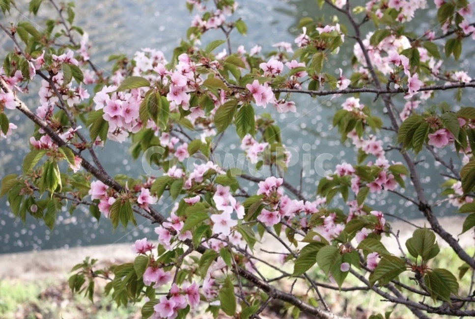 벚꽃,나무,분홍색,봄,초록색
