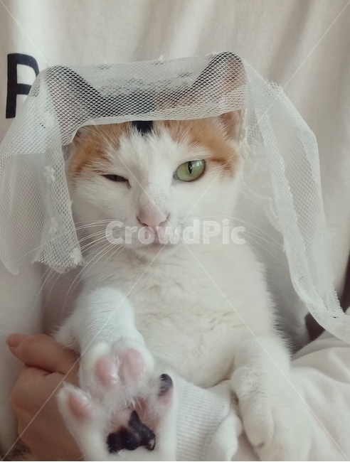 고양이,코리안숏헤어,삼색고양이,삼색이,집고양이,동물,animal,포유류,mammal,고양이,cat,kitten,kitty