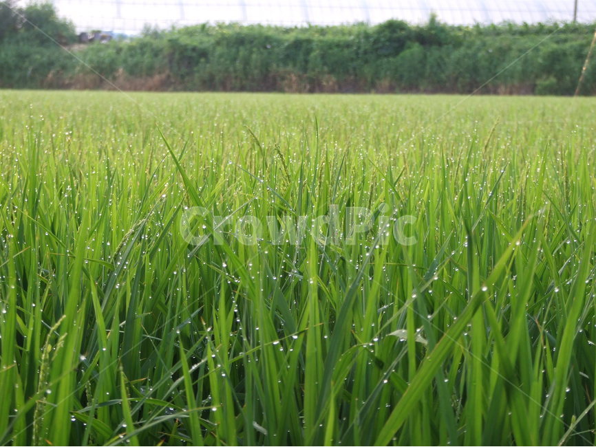 이슬,아침,여름,벼,시골,식물,자연,plants,nature,산업,industry,industrial,농업,농사,agriculture,farming,farming industry