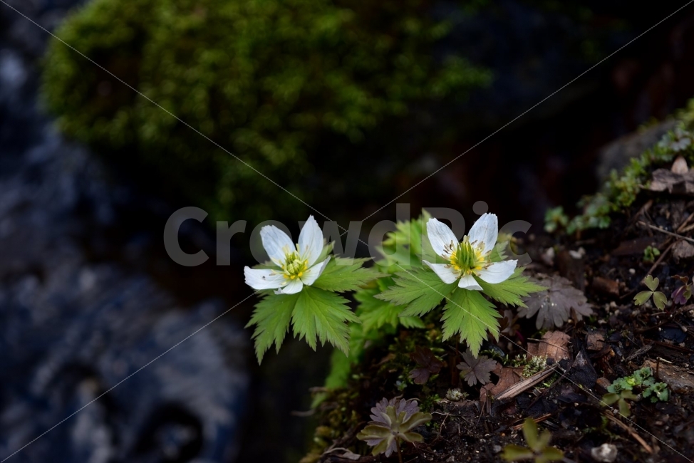 모데미풀,봄,야생화,꽃,청태산,강원도,봄꽃,고산야생화,감성,wildflower,산꽃,봄야생화,계곡,이끼,꽃말,슬픈추억,아쉬움,MegaleranthissaniculifoliaOhwi,금매화아재비,운봉금매화,식물,자연,식생,생태,식물,자연,plants,nature,꽃,flower