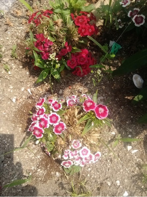 plant,식물,flower,꽃,blossom,싱그러움,봄
