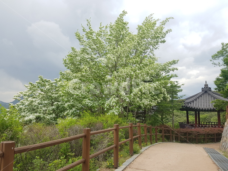 outdoors,옥외,조팦나무,정자,식물,산책로,식물,자연,plants,nature,나무,trees,wood