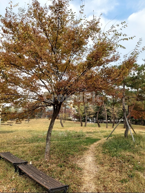 tree,나무,나무줄기,식물,단풍,의자,자연,풍경,nature,landscape,식물,plants