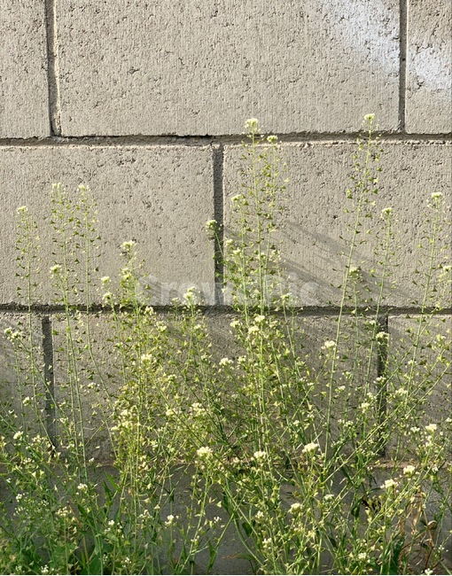 벽,벽돌,잡초,길가꽃,풀,벽꽃,길거리꽃