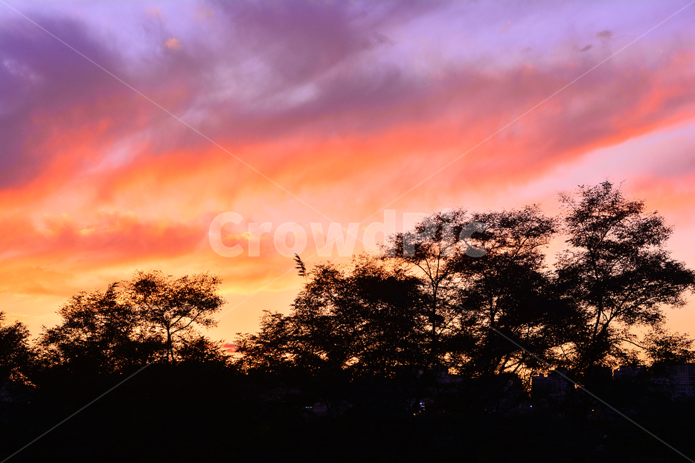 노을,실루엣,석양,해질무렵,일몰,분위기,서정,필,느낌,sky,feeling,emotion,sensible,sunset,orange,오렌지색,노랑색,주황색,옐로우,색감,식물,낭만적,나무,드라마틱,자연,풍경,nature,landscape,실루엣,그림자,silhouette,shadow,outdoors,옥외,dusk,황혼,dawn,새벽,하늘,red sky,붉은 하늘