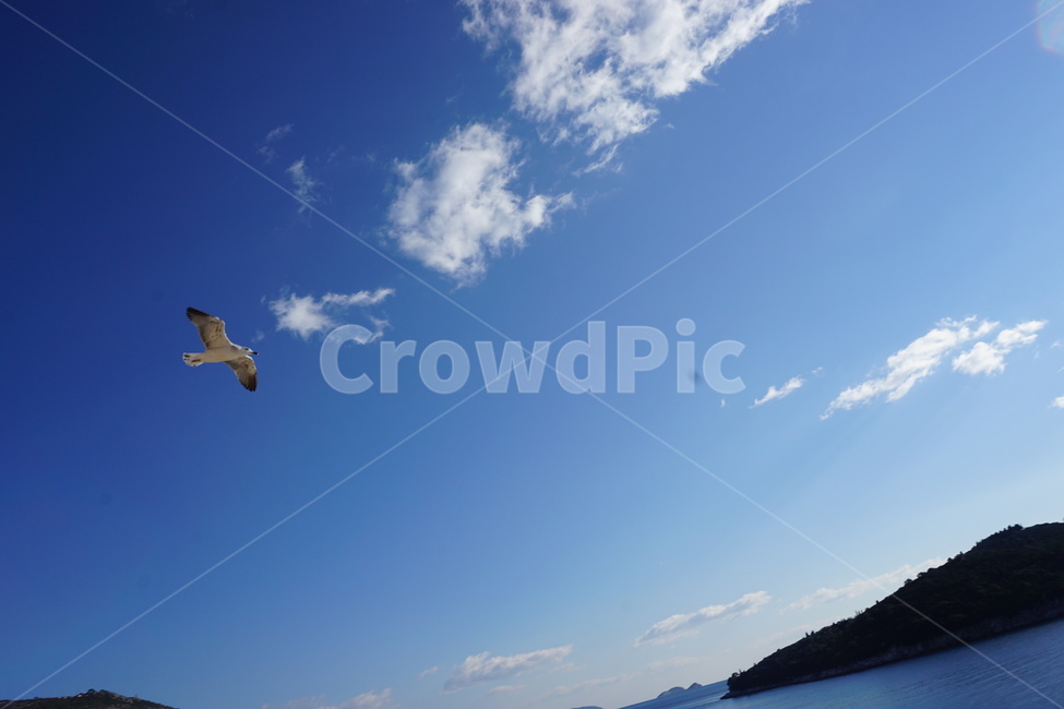 bird,새,동물,flying,나는,갈매기,하늘,구름