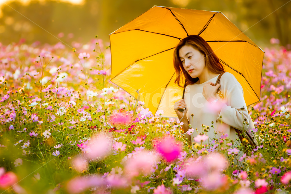 가을,꽃,코스모스,여인,모델,식물,자연,plants,nature,꽃,flower,사람,인물,인간,human,person,여성,여자,woman,female,lady,감성,sensible,feeling
