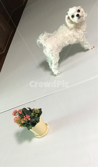 강아지,말티즈,maltese,소형견,강아지와꽃,강아,개,강아지,dog,doggy