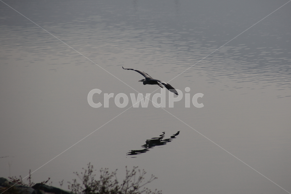 왜가리,새,대형조류,야생동물,heron,동물,animal,조류,새,birds