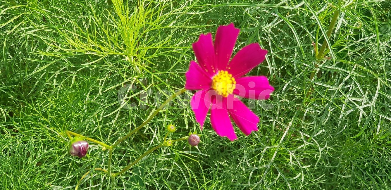 코스모스,꽃,핑크,분홍,정원,뜰,화단,가을,계절,꽃잎,초록,연두,식물,petal,flower,blossom