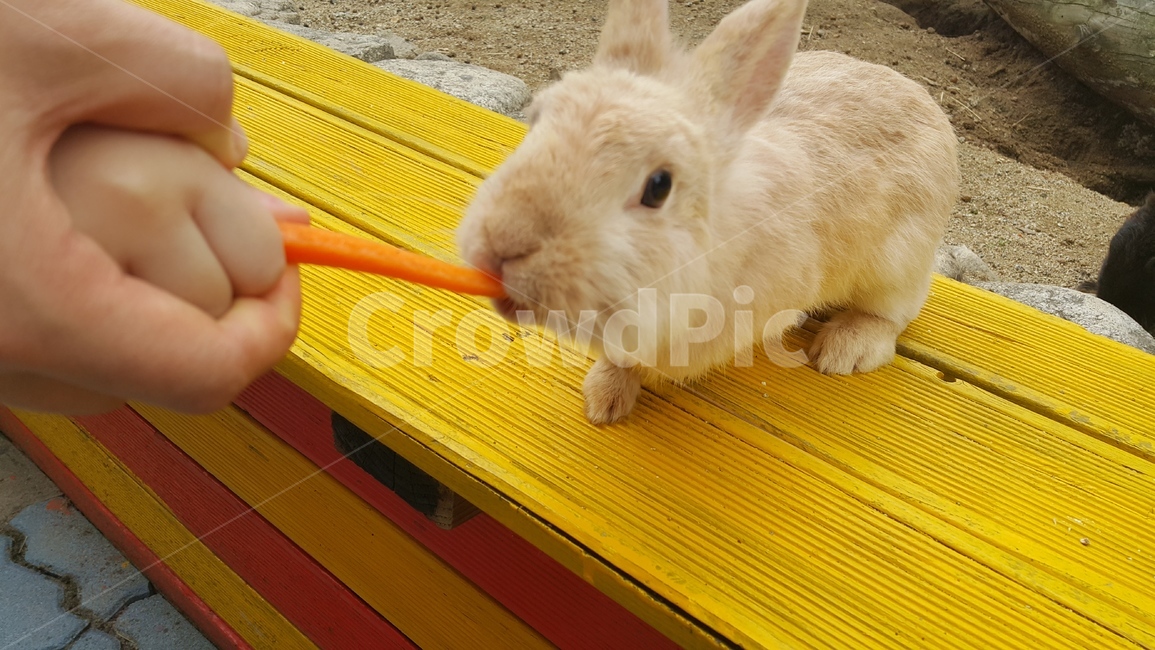토끼,베이지토끼,rabbit,당근,carrot