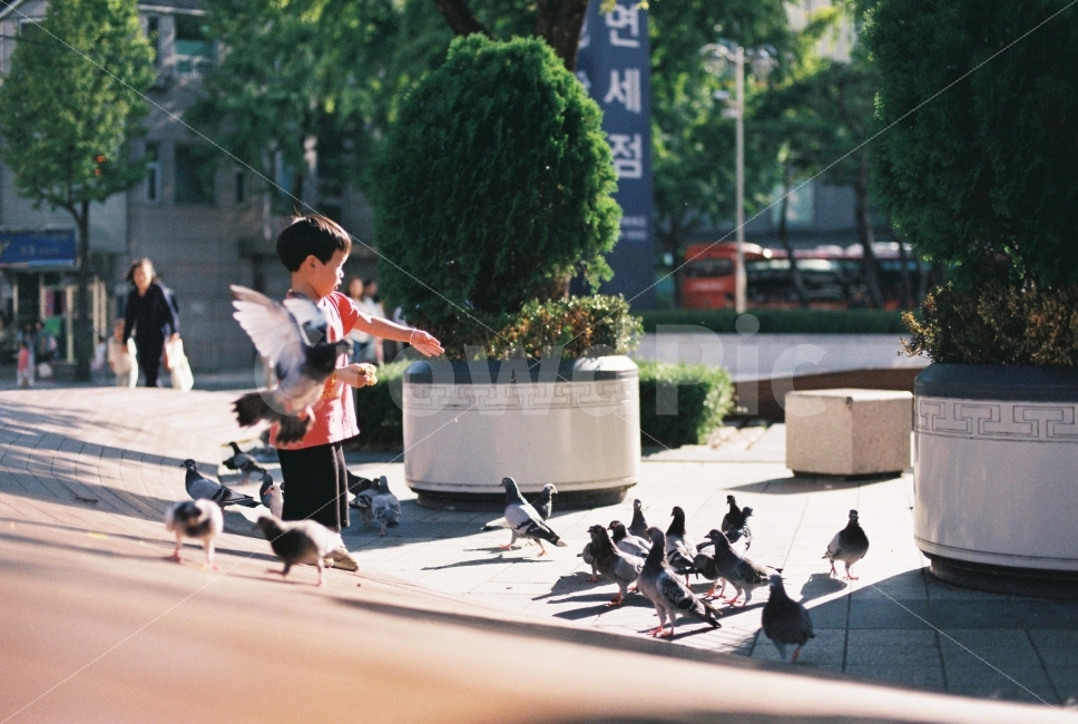 어린아이,비둘기,동심,감성,아날로그,필름,필름카메라,Nikon,Fm2,동물,animal,조류,새,birds,사람,인물,인간,human,person,어린이,어린아이,child,children,kid,감성,sensible,feeling