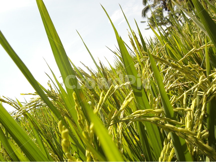 쌀,논,들판,곡식,농촌,ricefield,rice,field,farm,asia,country,agriculture,korean,식물,자연,plants,nature,곡류,곡식,cereals,산업,industry,industrial,농업,농사,agriculture,farming,farming industry