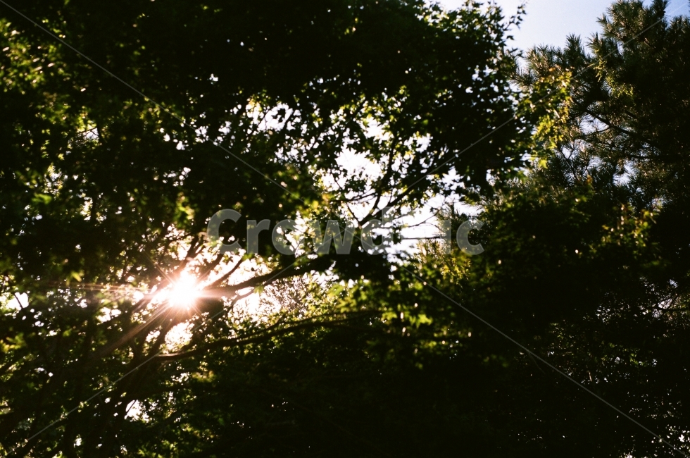 풍경,제주,나무,필름카메라,필름사진,filmsky,휴식,힐링,rest,relaxation,healing