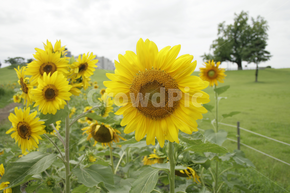 해바라기,식물,flower,plants,nature,꽃,꽃봉오리,꽃밭,여름,공원,길,식물,자연,plants,nature,꽃,flower