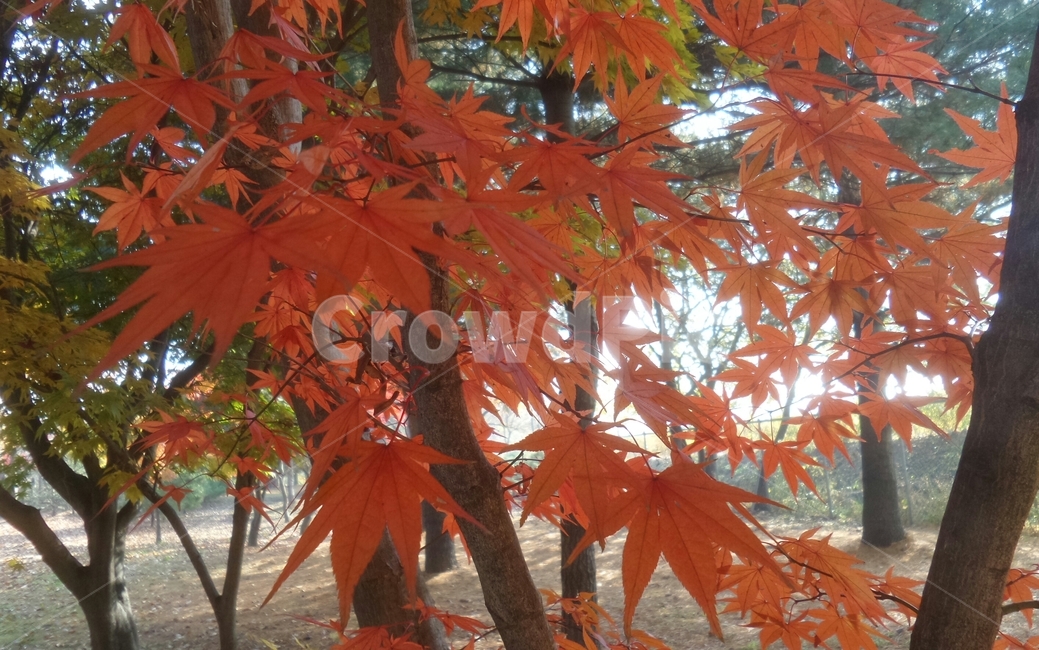 단풍,단풍나무,목련강,무환자나무목,관상수,낙엽활엽관목,정원수,붉은색단풍,가을,계절,fall,autumn,season,식물,자연,plants,nature,leaf,잎,plant,tree,나무,maple