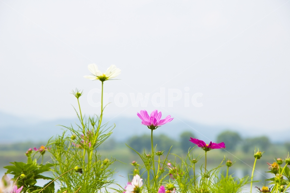 코스모스,풍경,경치,가을,하늘,산,강,다울,꽃,꽃잎,자연,식물,식물,자연,plants,nature,꽃,flower