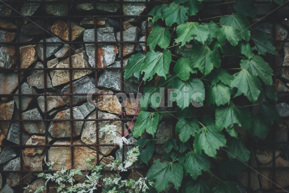 담장,돌담,넝쿨,담벼락,공원,식물,자연,plants,nature