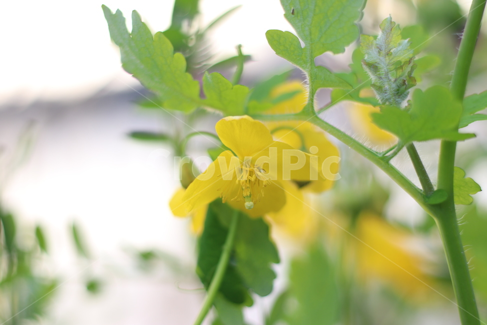 야생화,봄,꽃,wildflower,spring