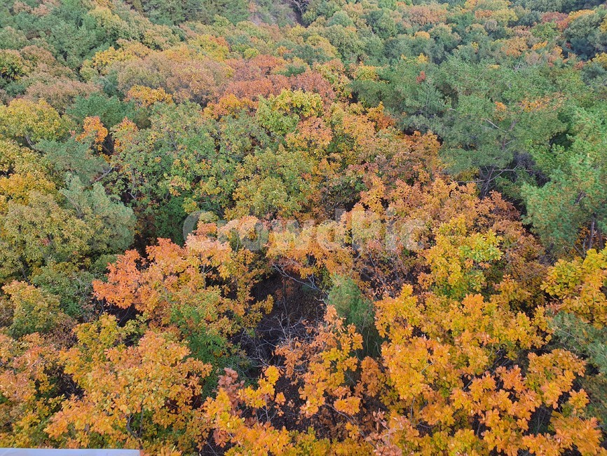 nature,자연,단풍,산,가을,autumn,단풍나무,가을산,계절,tree,나무,풍경,가을,계절,fall,autumn,season,자연,풍경,nature,landscape